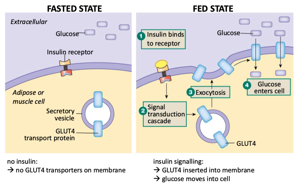 <p>Fasted: </p><ul><li><p>no insulin</p></li><li><p>insulin can’t bind to receptor</p></li><li><p>no GLUT4 transporters get put on mem</p></li></ul><p></p><p>Fed: </p><ul><li><p>insulin binds to receptor</p></li><li><p>triggers signal transduction cascade</p></li><li><p>GLUT4 inserted into mem via exocytosis</p></li><li><p>glucose moves into cell</p></li></ul><p></p>
