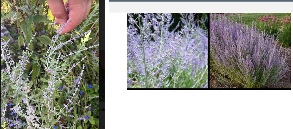 -fragrant leaf
-small flowers