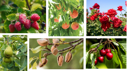 <p>Rosaceae</p>