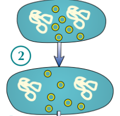 <ul><li><p>Cell gets bigger and <strong>DNA loops </strong>move to <strong>opposite</strong> ‘<strong>poles</strong>’ of cell</p></li></ul><p></p>