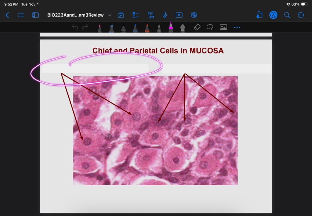<p>What is this cell type?</p>