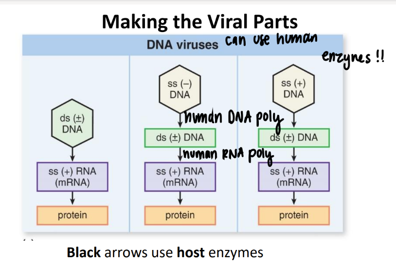 <p>tscribe into (+) ss RNA → protein </p>