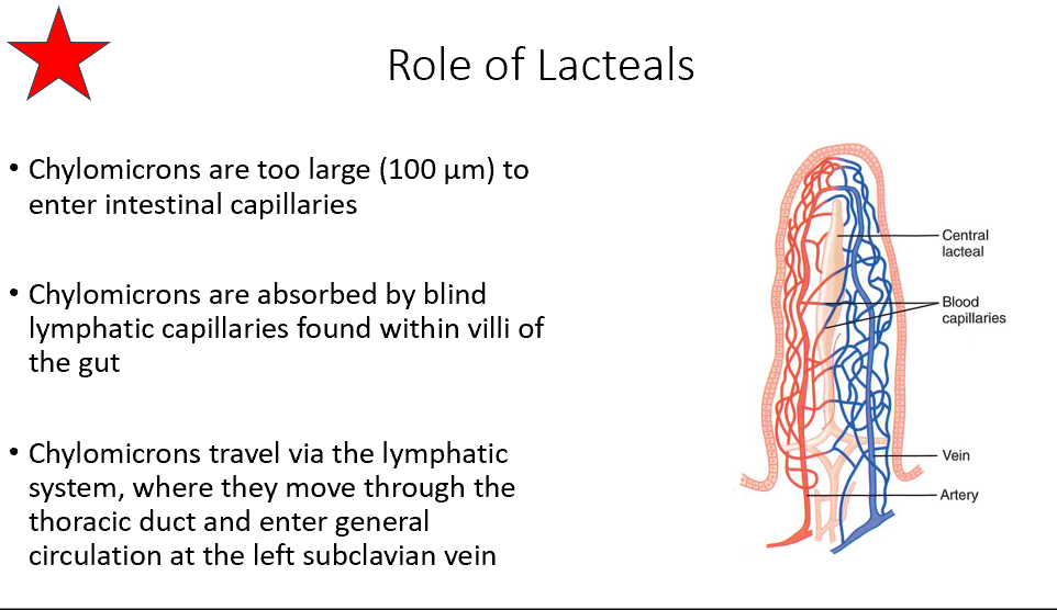 <ul><li><p>Chylomicrons are too big for intestinal capillaries</p></li><li><p>They use lacteals in the villi of the gut instead</p></li><li><p>Chylomicrons travel via lymph system through <strong>thoracic duct → left subclavian v. → general circulation</strong></p></li></ul><p></p>
