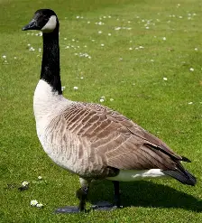 <p>goose</p>