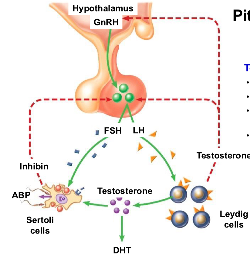 <ul><li><p>Hypothalamus releases GnRH</p></li><li><p>Acts on gonadotrophs in anterior pituitary&nbsp;</p></li><li><p>Negative feedback initiates from Sertoli cells where they release inhibin - inhibits FSH secretion by AP </p></li><li><p>Testosterone inhibits GnRH secretion by hypothalamus and decreases pituitary sensitivity to GnRH </p></li></ul><p></p>
