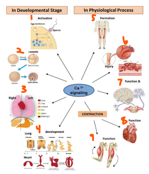 <p>Ca<sup>2+</sup> Effectors and Functions:</p><p>Effectors:</p><ul><li><p>___ </p></li><li><p>___ which is a ___</p></li><li><p>___ in neurons</p></li></ul><p>Functions in Body:</p><ol><li><p>___ activation</p></li><li><p>___ ___ events</p></li><li><p>___-___ ___ ___</p></li><li><p>___ development</p></li><li><p>___ formation</p></li><li><p>___ ___</p></li><li><p>___ function and ___</p></li><li><p>___ function</p></li><li><p>___ function</p></li></ol><p></p>