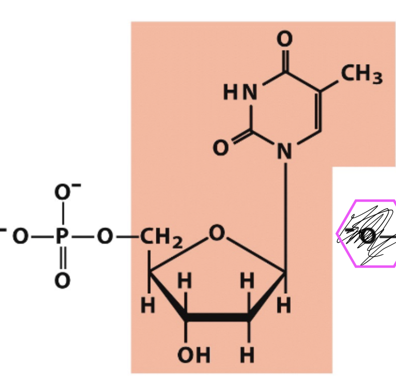 <p>what is the nucleotide name? </p>
