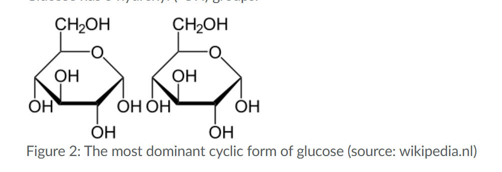 <p>General formula of monosaccharide:<span>(CH</span><sub>2</sub><span>O)</span><sub>n</sub></p><p><span>C5 and C6 sugars can exist in linear and cyclic forms, of which the cyclic form is dominant.</span></p><p>Hydroxyl groups react during condensation releasing water and forming disaccharide/polysaccharide.</p><p>opposite in hydrolysis which requires water.</p>