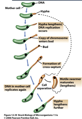 <p>They form <strong>cytoplasmic extrusions </strong>from which new daughter cells evolve.</p><p><span style="color: green;"><strong>e.g </strong><em>Hyphomicrobium </em>cell cycle<strong> results in new daughter cell.</strong></span></p>