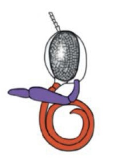 <p>Name this type of mouthparts and give and example</p>