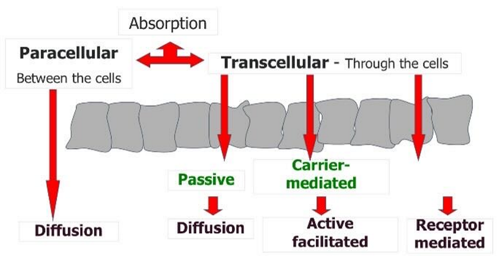 <p>Paracellular:</p><ul><li><p><span><span>Passive</span></span></p></li><li><p><span><span>Very low molecular weight drugs pass through</span></span></p></li><li><p><span><span>Depends on drug properties</span></span></p></li><li><p><span><span>Lipid like membrane filter</span></span></p></li></ul><p>&nbsp;Transcellular:</p><ul><li><p><span><span>Diffusion</span></span></p></li><li><p><span><span>Hydrophobic drug particles</span></span></p></li><li><p><span><span>Conc dependent, pH and ionisation state</span></span></p></li></ul><p>&nbsp;</p>