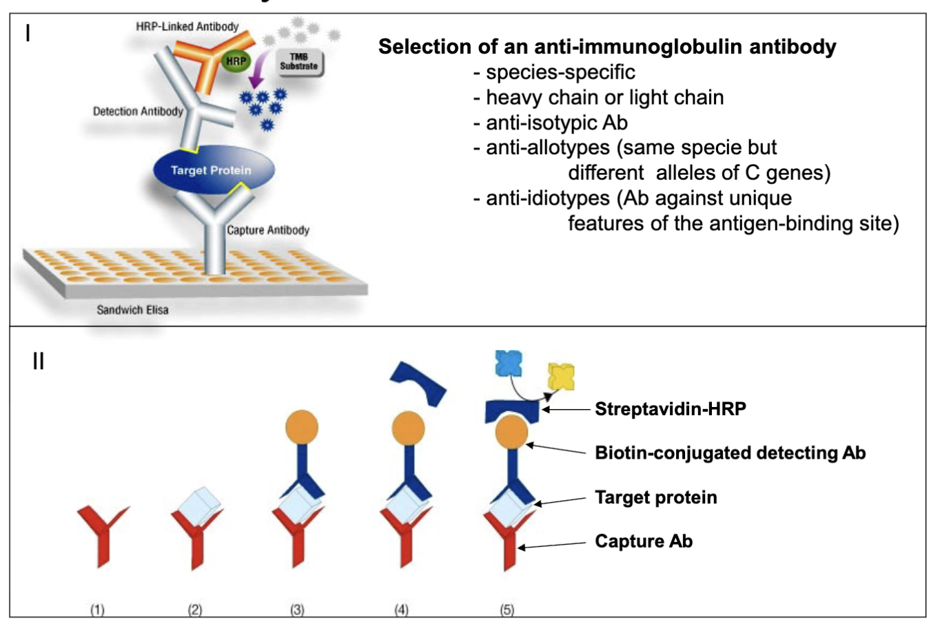<p>look at image details </p><p>commercial purpose not easy to conjugate</p><p>capture antibody, protein, 2nd antibody, HRP</p><p>biotin: conjugates with streptavidin-HRP (very high binding affinity)</p>