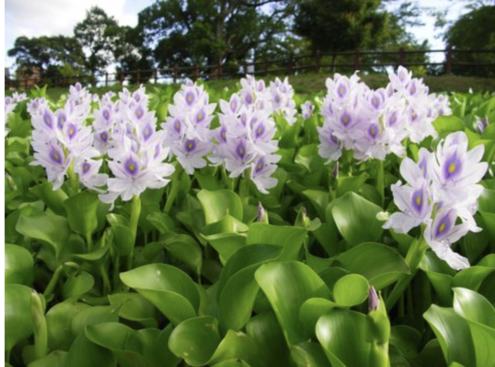 <p>origin: South America</p><p>effect: blocks sunlight, crowds out</p><p>introduction: cotton exposition</p><p>distribution: Atlantic &amp; Pacific coast</p><p>importance: high pollution</p><p>ecology: grows very fast, eaten by mammals &amp; fish</p><p>reproduction: stolons (a stem)</p>