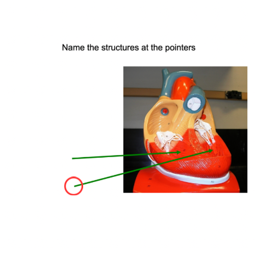 term image