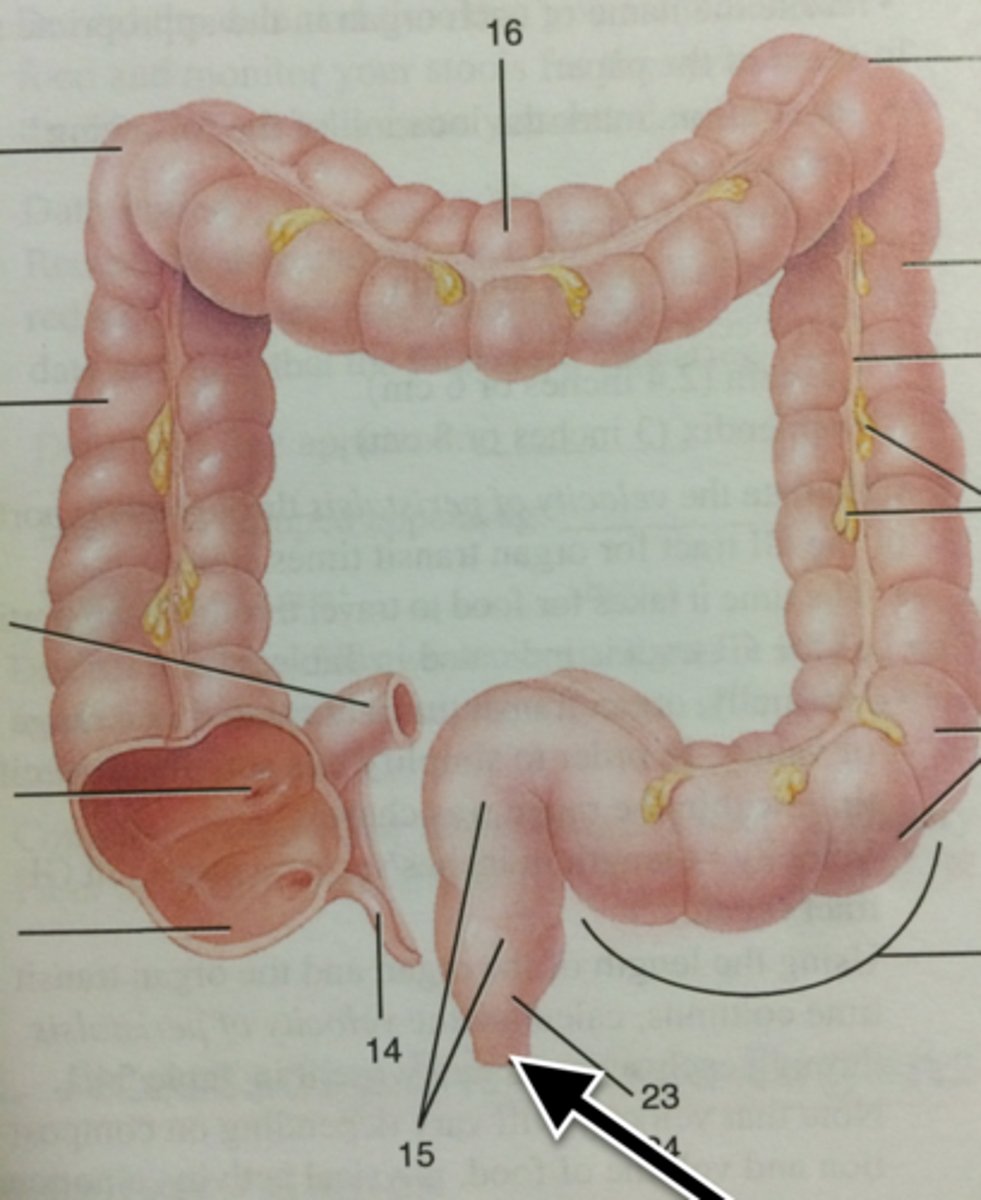 knowt flashcard image