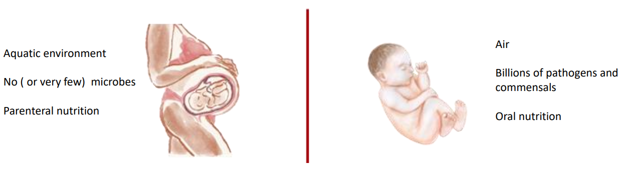 <p>"The transition from a foetus to a newborn is the most complex adaptation that occurs in human experience"</p>