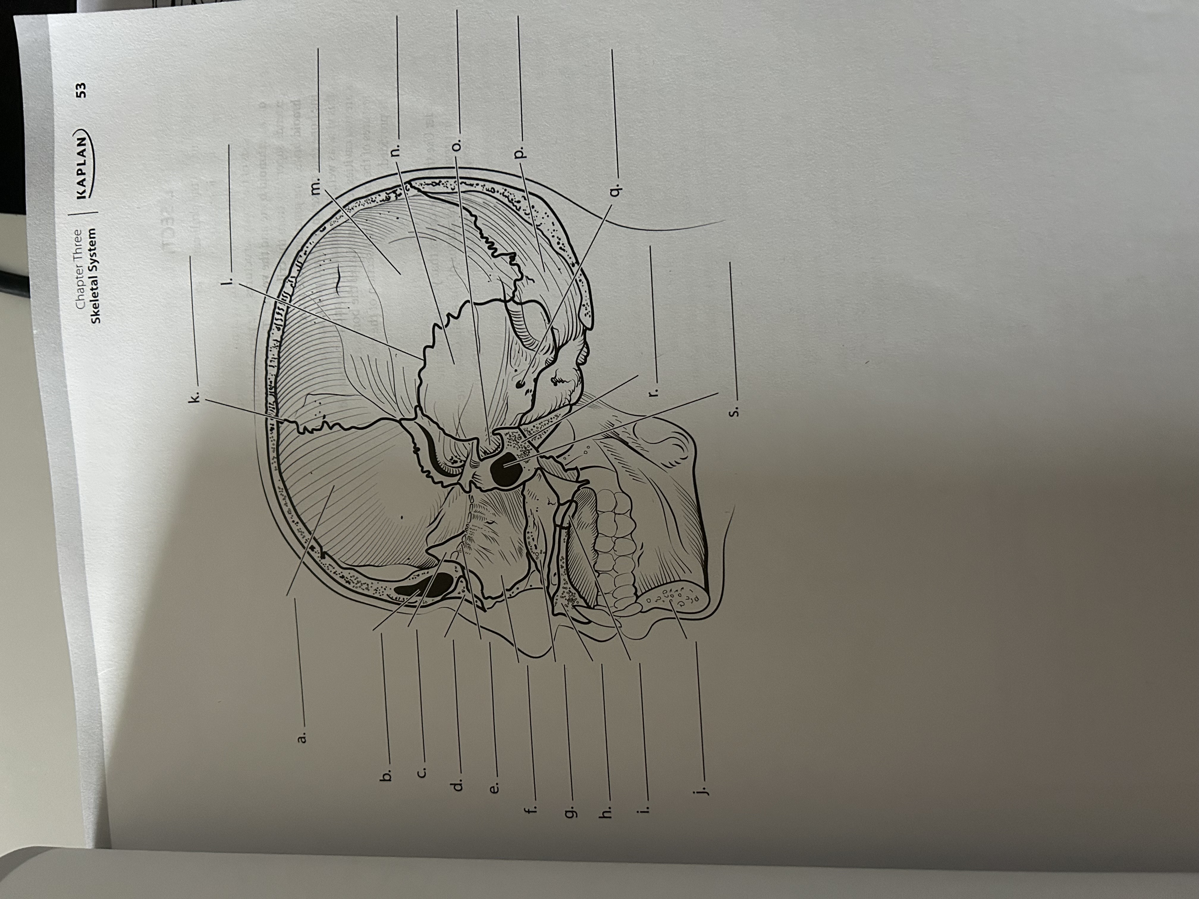 <p>Where is the frontal sinus?</p>