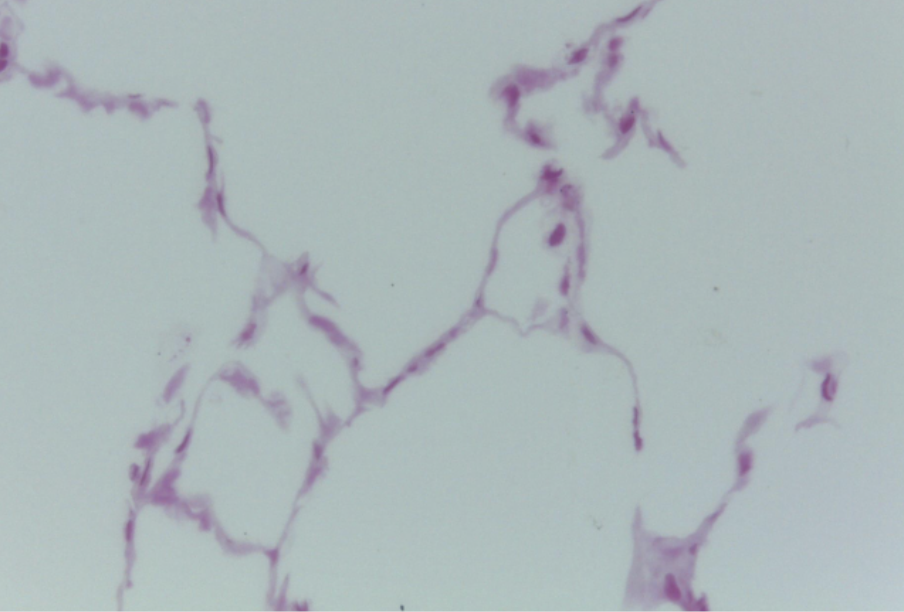 <ol><li><p><strong>Name this tissue type</strong></p></li><li><p><strong>Explain it’s function.</strong></p></li></ol><p></p>