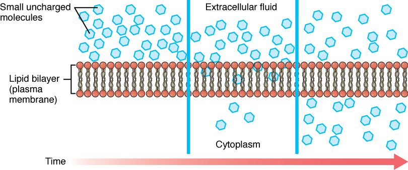 <p>controls what <u>enters</u> or <u>exits</u> the cell (protective purposes)</p>
