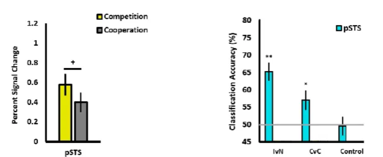 <p>The posterior superior temporal sulcus (pSTS) is highly sensitive to the content of interactions, representing information about intentions, emotional tone (cooperating/competing), and the goals of social exchanges, not just basic body movement. </p><p>It helps differentiate helping vs. hindering actions, processes emotional context, and integrates visual and auditory cues to understand the "what" and "why" of social interactions, making it crucial for navigating our social world. </p><ul><li><p>The pSTS responds differently to competitive vs. cooperative interactions</p></li><li><p>Interaction type can been decoded in the pSTS</p></li></ul><p></p>