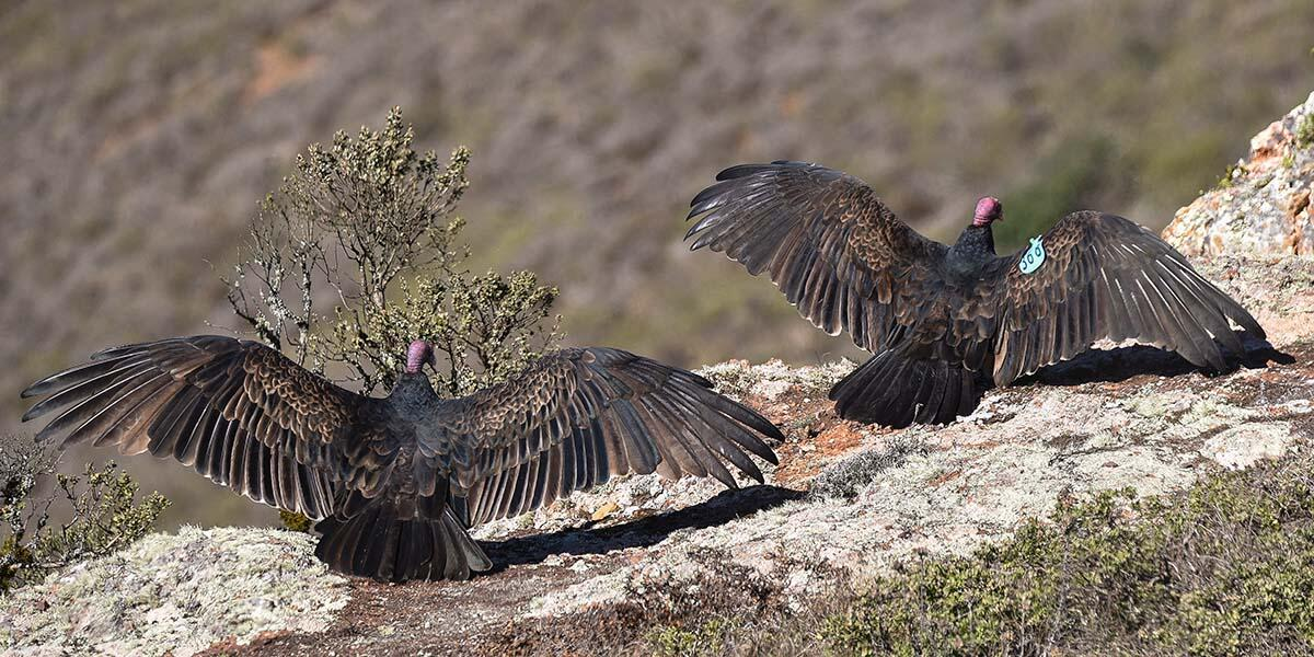 <p>Turkey Vulture</p>