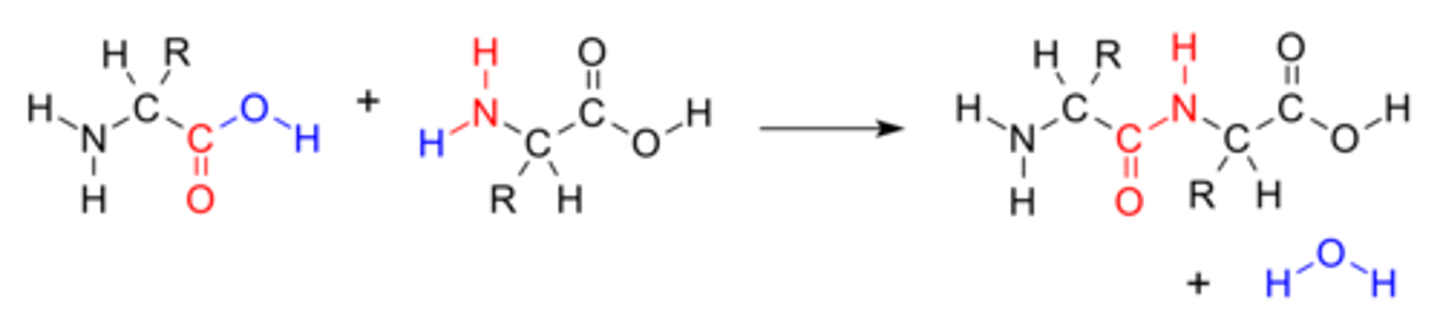 <p>Liaison covalente entre le gr. carboxyle d'un a.a avec le gr. amine de l'a.a suivant : déshydratation</p>