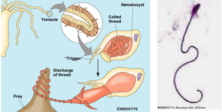 <p>Cnidocytes</p>
