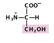 <p>Which amino acid is this (from slides)?</p>