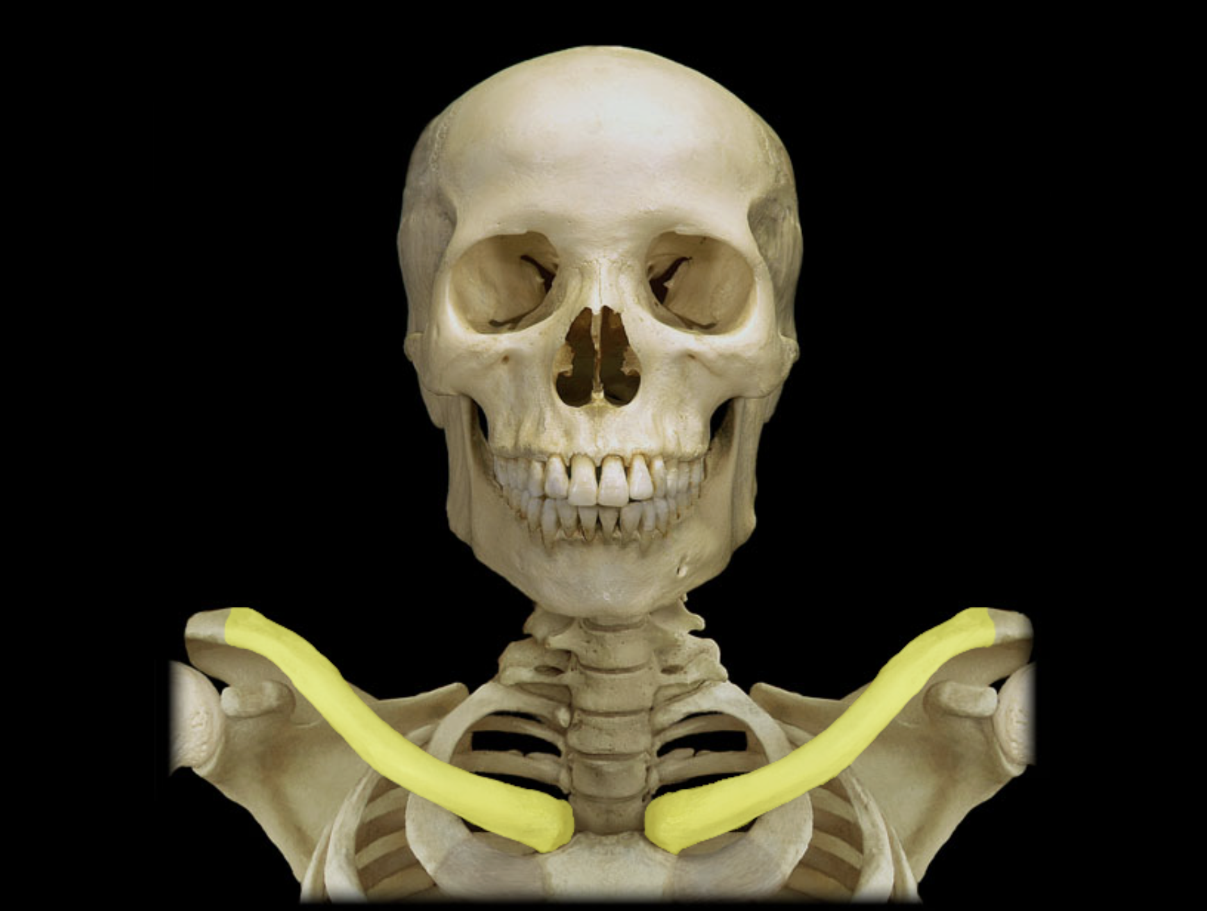 <p>Clavicle</p>