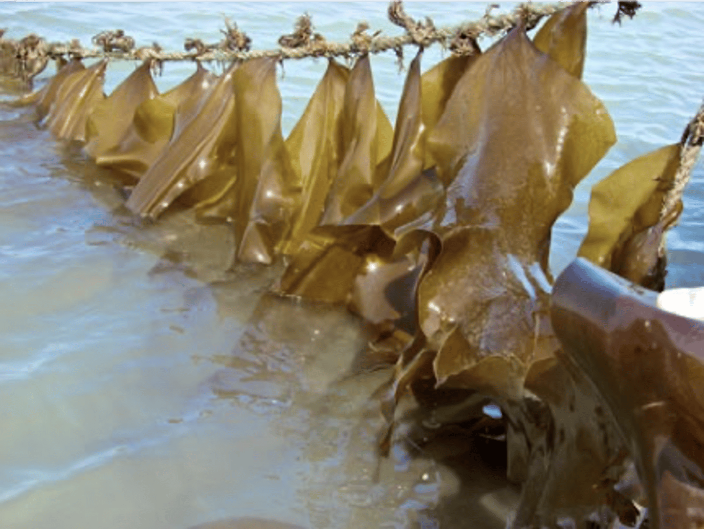 <p>E: Eukaryota</p><p>K: Chromista</p><p>P: Heterokontophyta</p><p>C: Phaeophyceae</p><p>O: Laminariales</p><p>F: Laminariaceae</p><p>G: Saccharina</p><p>Saccharina japonica is the most commonly grown kelp! it constitutes ~40% of the world's seaweed production</p><p>has a sporic life cycle with alternation of heteromorphic generations; gametes need a low temperature and blue light to become fertile</p>