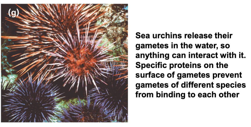 <ul><li><p>molecular incompatibility of eggs and sperm; mating is attempted, but molecular differences prevent its successful completion</p><ul><li><p>sperm of one species might not be able to fertilize the egg of another</p></li></ul></li></ul><p></p>