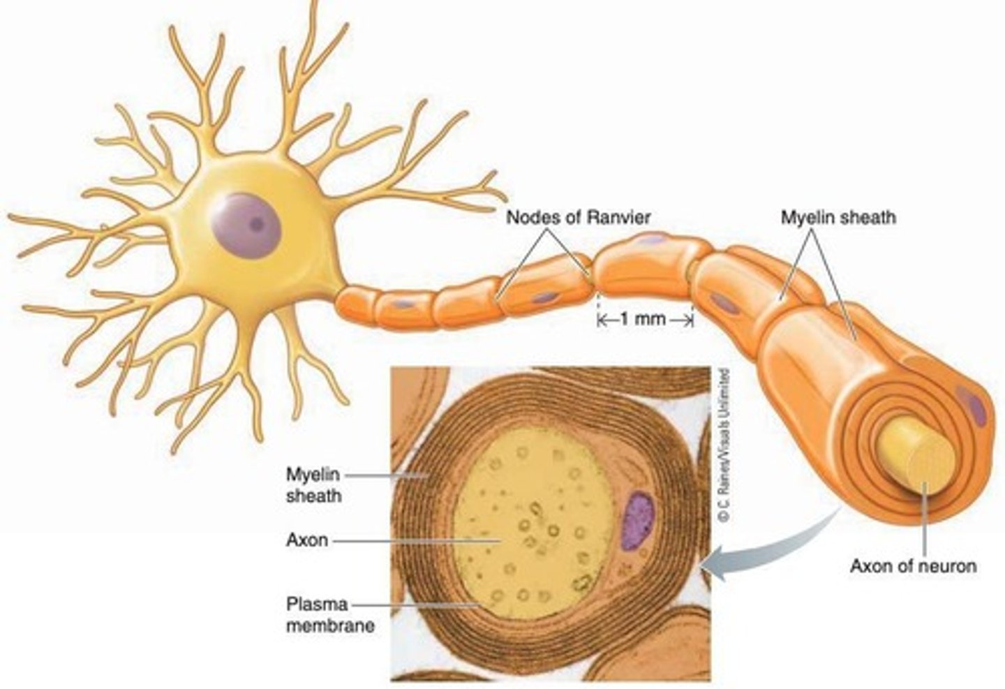 <p>It insulates the membrane and speeds up propagation, allowing for saltatory conduction.</p>