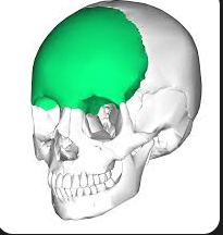 <p>bone located at the front of the skull, forming the forehead and part of the eye sockets, contributing to the structure of the face. </p>