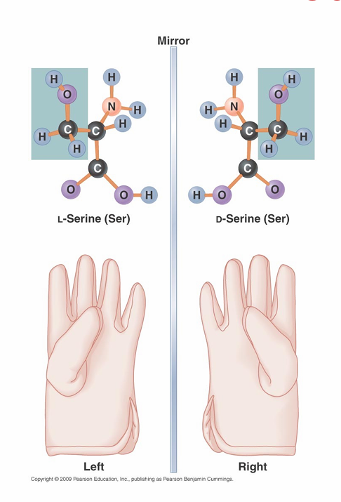 <p>• Stereoisomers</p><p>      – are mirror images of one another</p><p>       – D-isomers bend light to the the right (clockwise)</p><p>        – L-isomers bend light to the left (counterclockwise)</p>