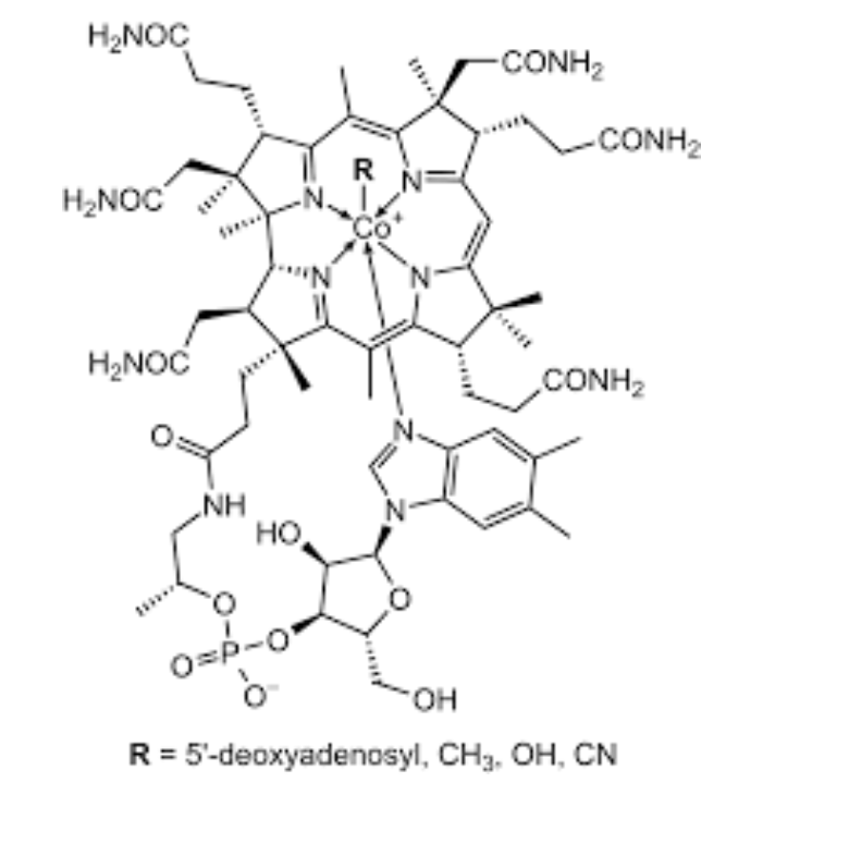<p>Transfers methyl groups and rearrangements</p>