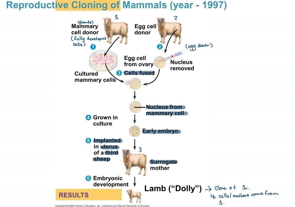 <p>how was dolly made?</p>