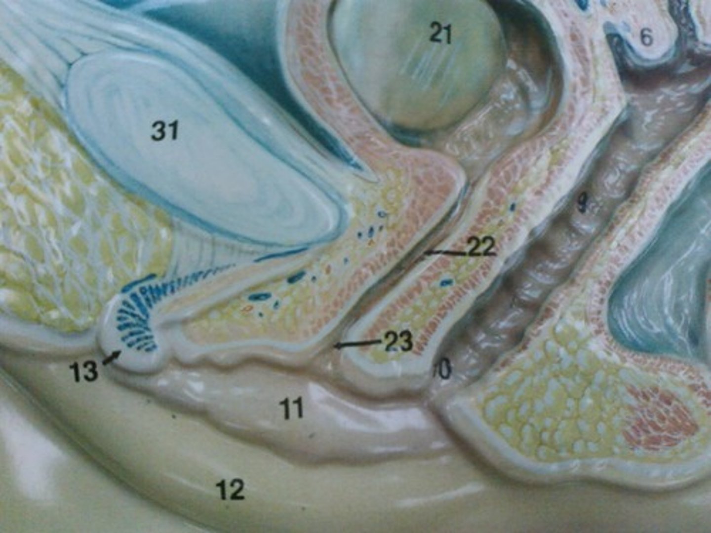 <p>13</p>