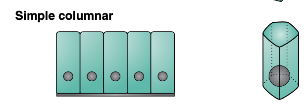 <p>Simple columnar epithelium is ____ thick and the cells are ___</p><p>Absorptive or secretary?</p>
