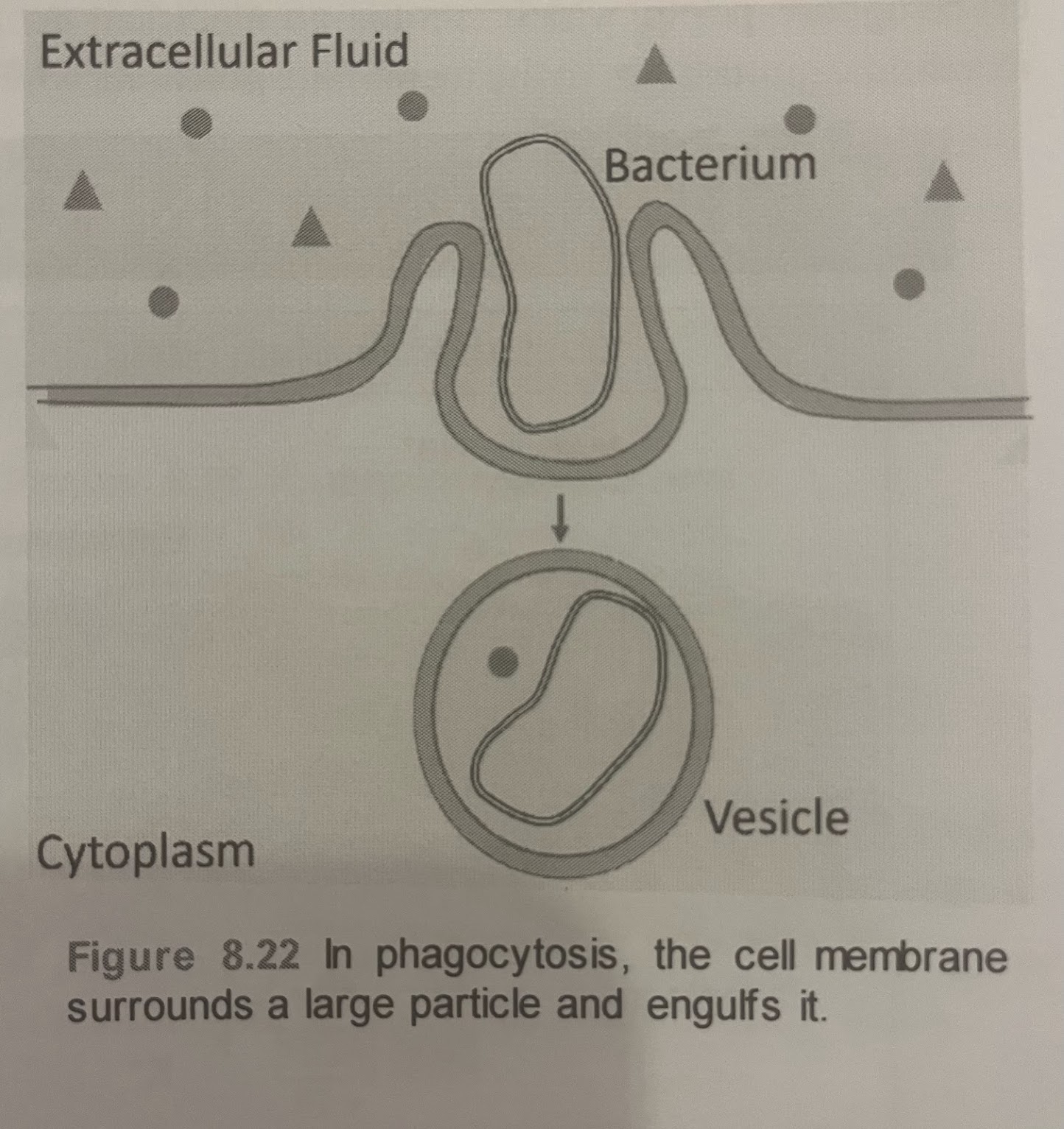 <p>“cell eating” - large particles like other cells or relatively large particles are taken in by the cell </p><p>white blood cells eat invaders </p><p>surrounds and engulfs the microorganism </p>