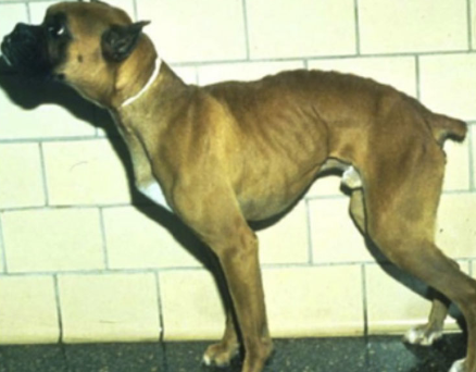 <p>formerly known as histiocytic ulcerative colitis</p><p>predominantley diagnosed in boxers and frenchies (rare in cats) younger than 4 years of age</p>