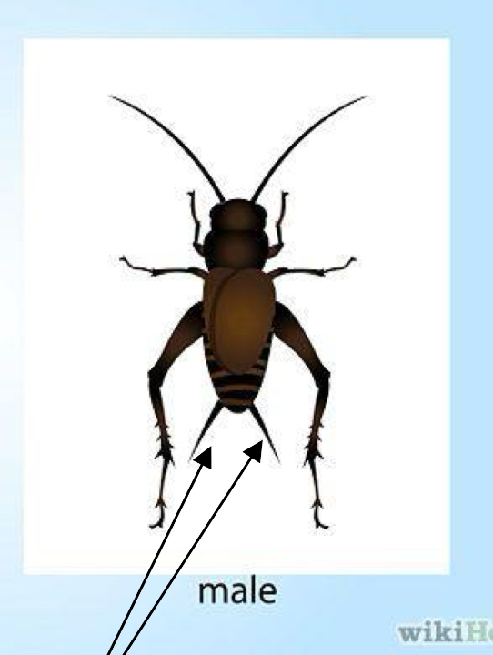 <p>What is this in a male insect ( commonly found in crickets )and what is its purpose</p>
