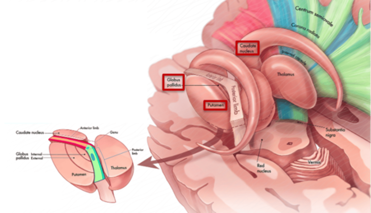 <p>1. caudate nucleus</p><p>2. putamen</p><p>3. globus pallidus</p><p></p><p>internal capsule</p>