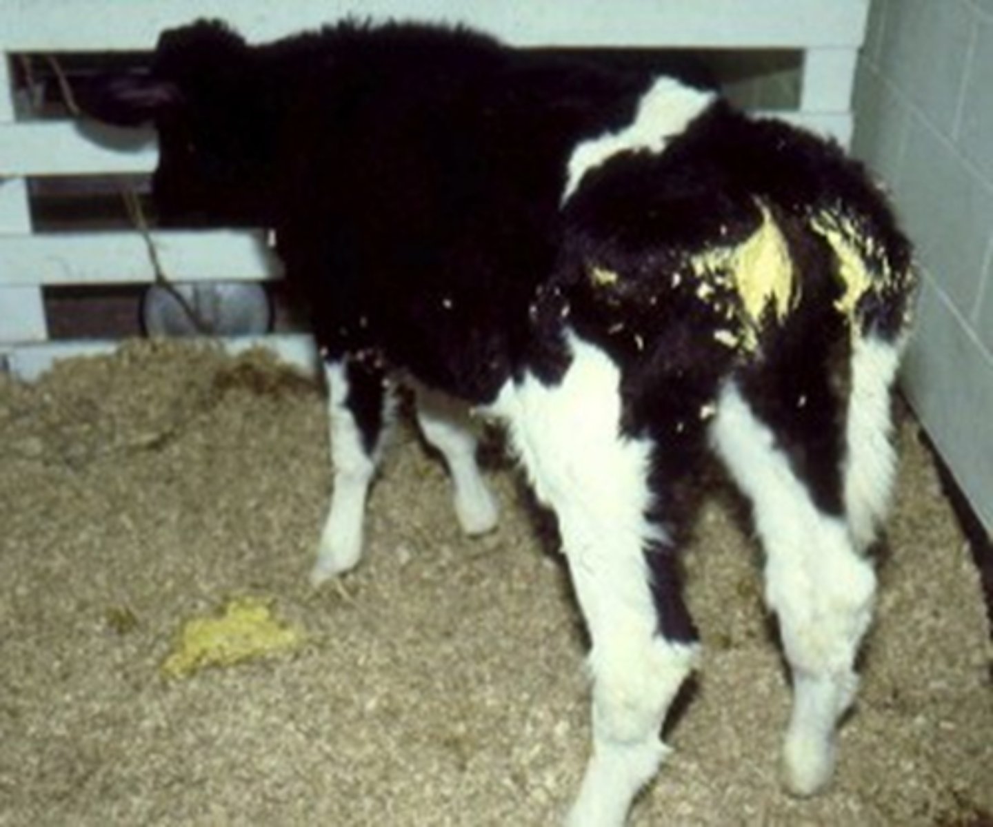 <p>You are going on a farm call with the veterinarian to check on a 2 week old dairy calf with diarrhea. Which of the following organisms presents an occupational health risk you want to avoid?</p>