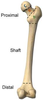 <ul><li><p><strong>Shaft ( diaphysis ) </strong></p></li><li><p><span style="color: blue"><strong>2</strong></span><strong> enlarged ends ( epiphysis )</strong></p></li></ul><p></p>