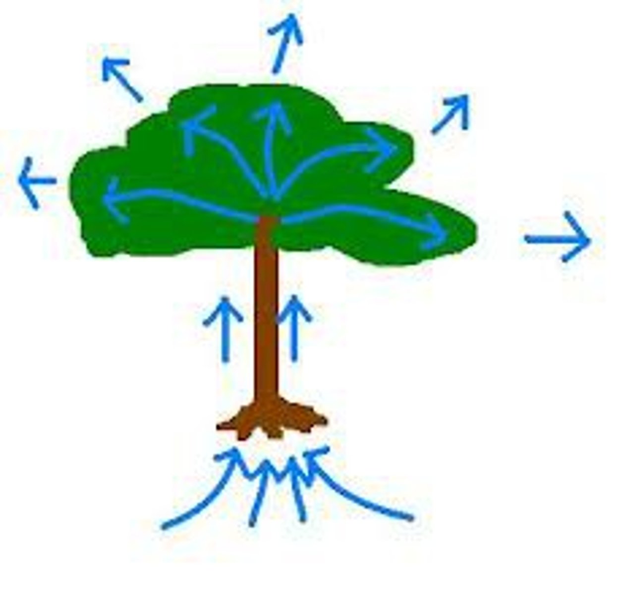 <p>Movement of a liquid through/along another surface despite forces such as gravity. Allows water to move out of roots of a plant and up into its stems and leaves</p>