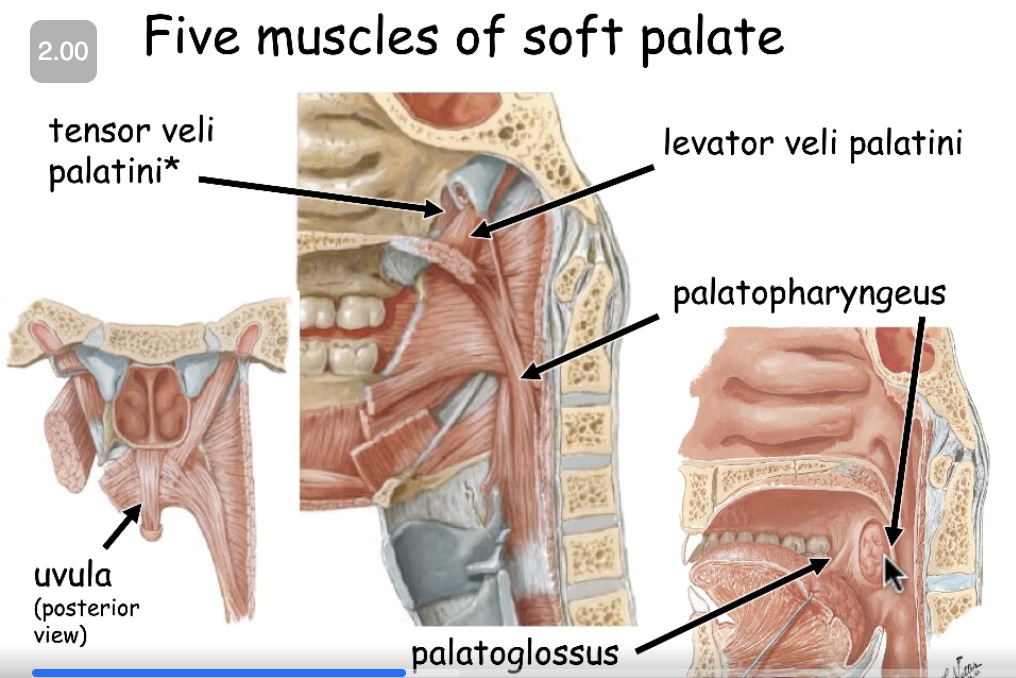 <p>levator veli palatini<br>tensor veli palatini<br>palatopharyngeus<br>palatoglossus<br>uvula</p>