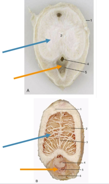 <p>blue</p><p>paired erectile tissue that makes up most of body of penis</p><p>more fibrous, tapers off at glans</p>
