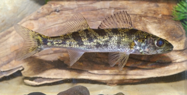 <p>Walleye; large, marble-eyed predator with spiny first dorsal and white tip on lower caudal lobe.</p>