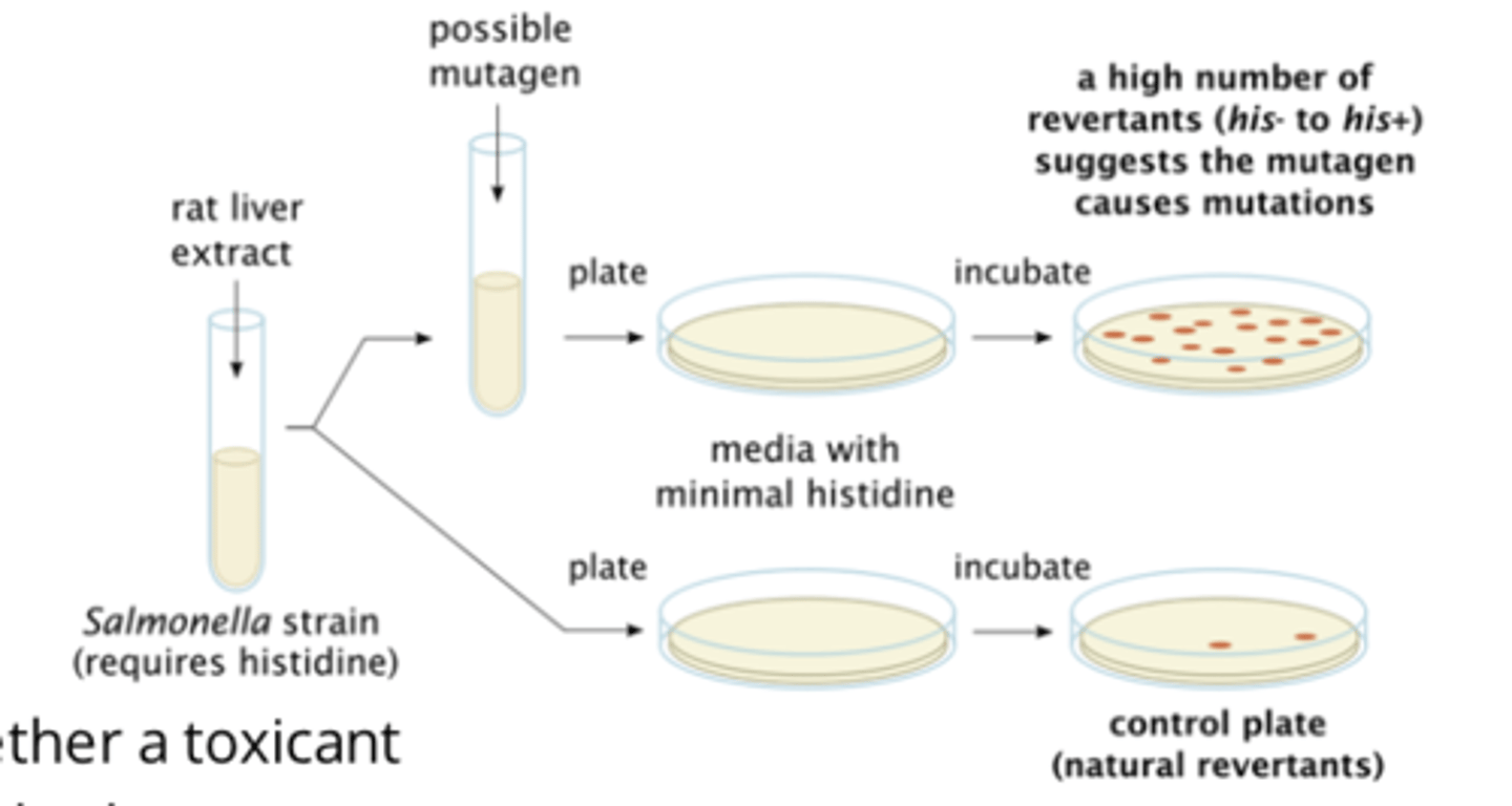 <p>- Ames test</p><p>- bac cells unable to produce His (His-), required for growth, cultured in combination with toxicant</p><p>- mutation that infers ability to produce His (His+), caused by chemical exposure, allows bac to grow in absence of His, indicating pos test</p>