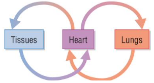 <p>systems where good travels those though heart in one compete circuit around the body, one circuit to longs one to body eg mammals</p>